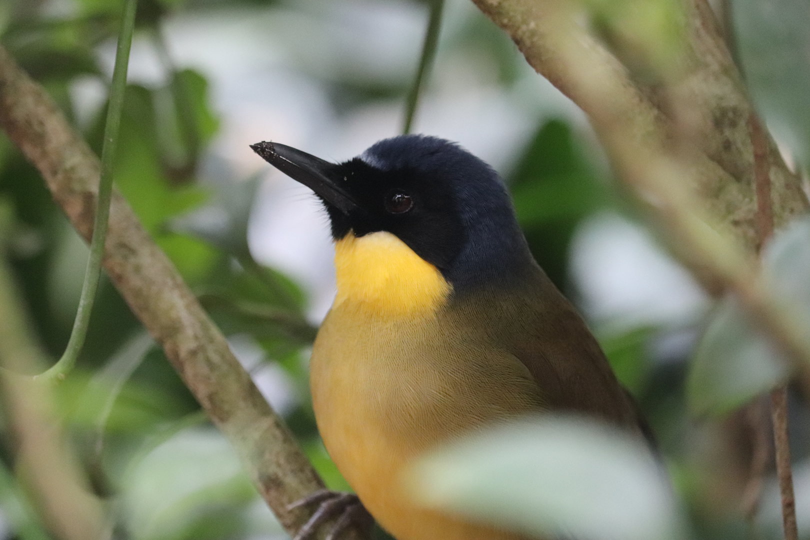 Maharajah Jungle Trek - Blue-Crowned Laughingthrush