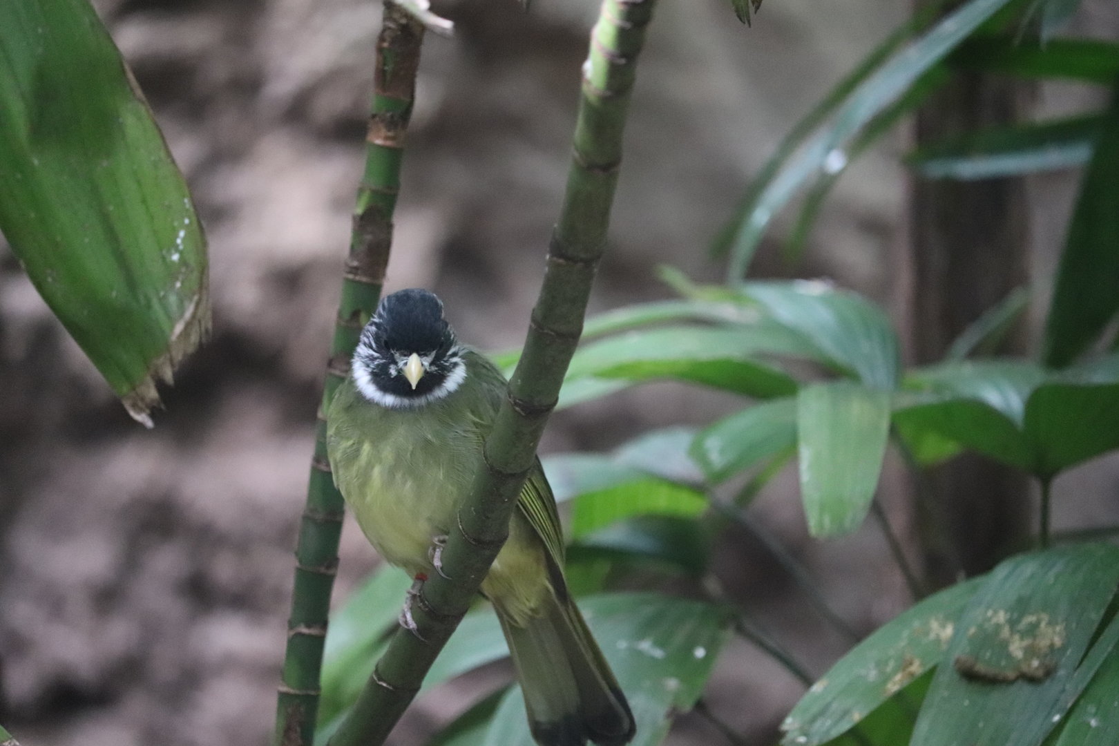 Maharajah Jungle Trek - Collared Finchbill