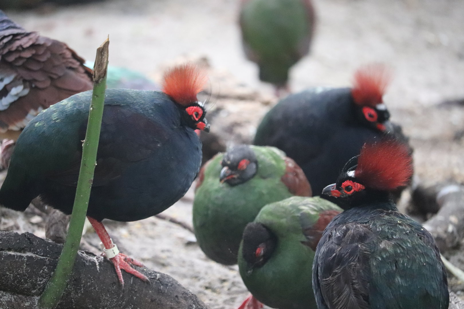 Maharajah Jungle Trek - Crested Wood Partridge