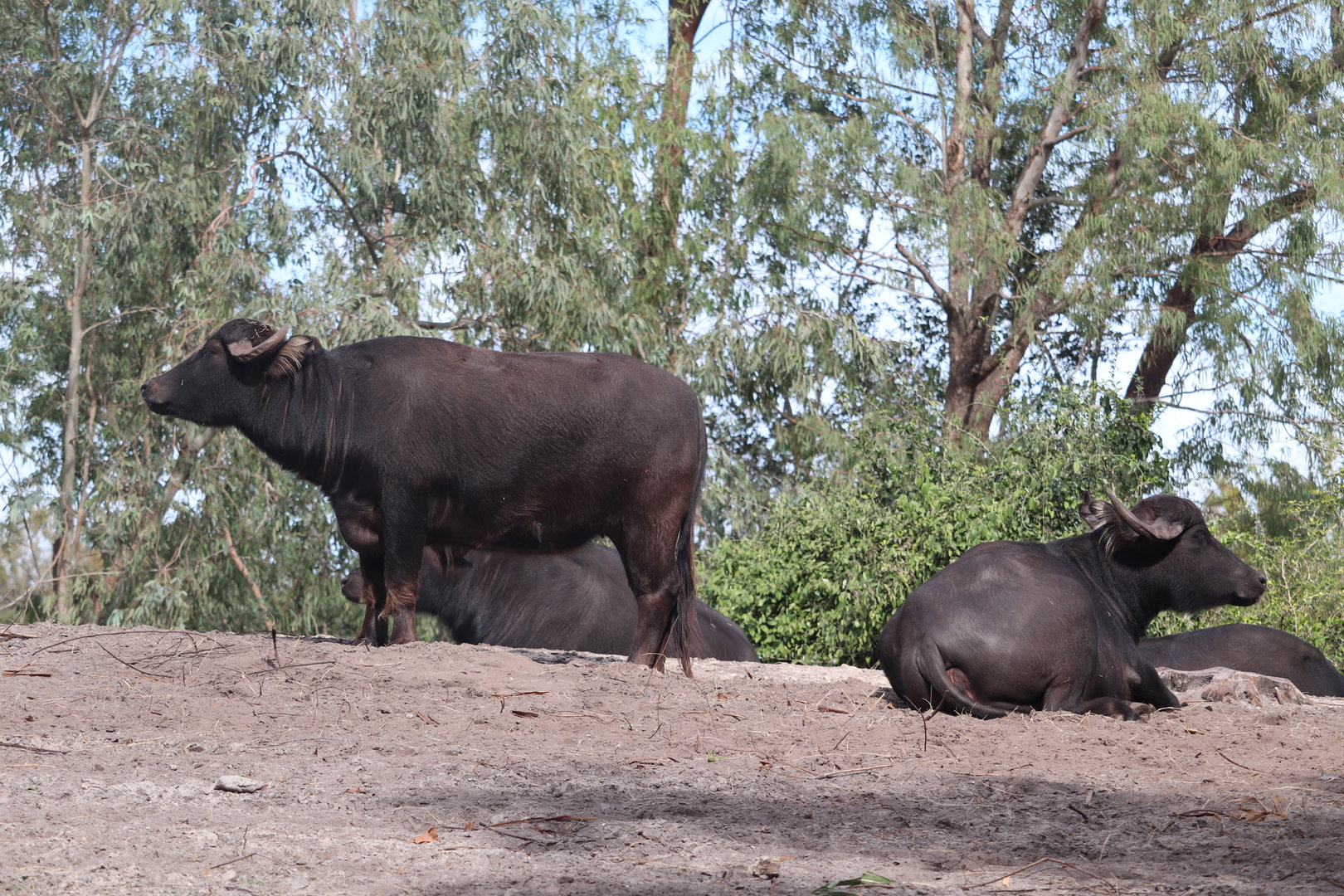 Maharajah Jungle Trek - Domestic Water Buffalo