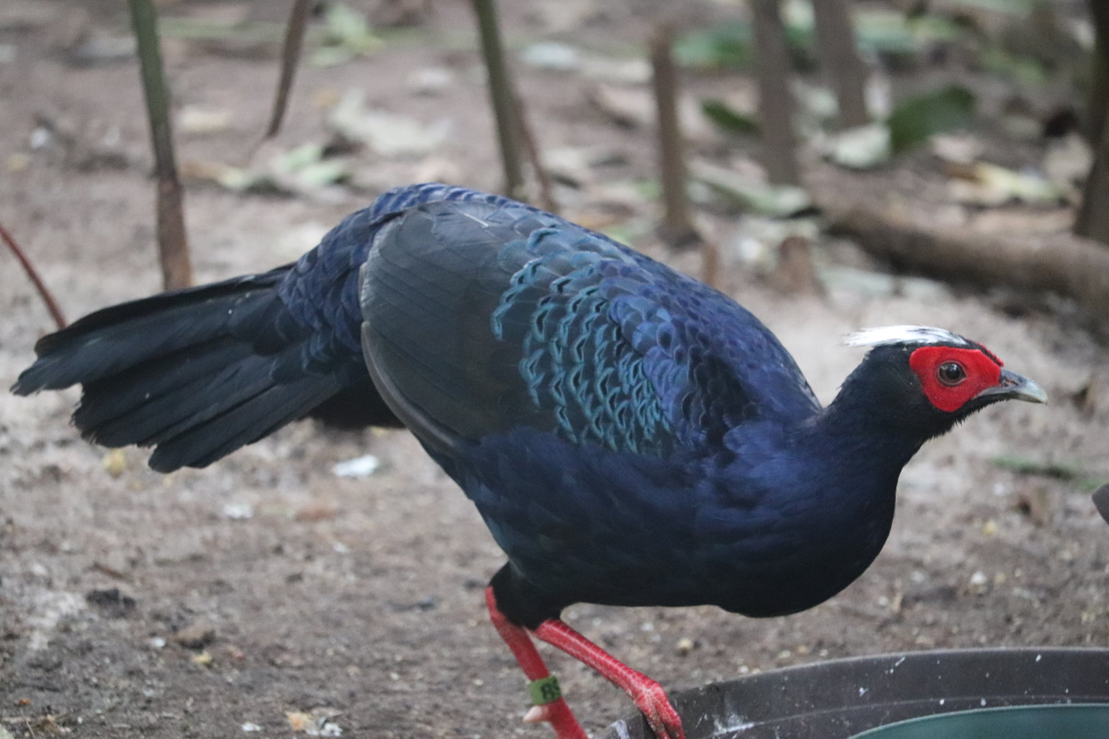 Maharajah Jungle Trek - Edwards's pheasant