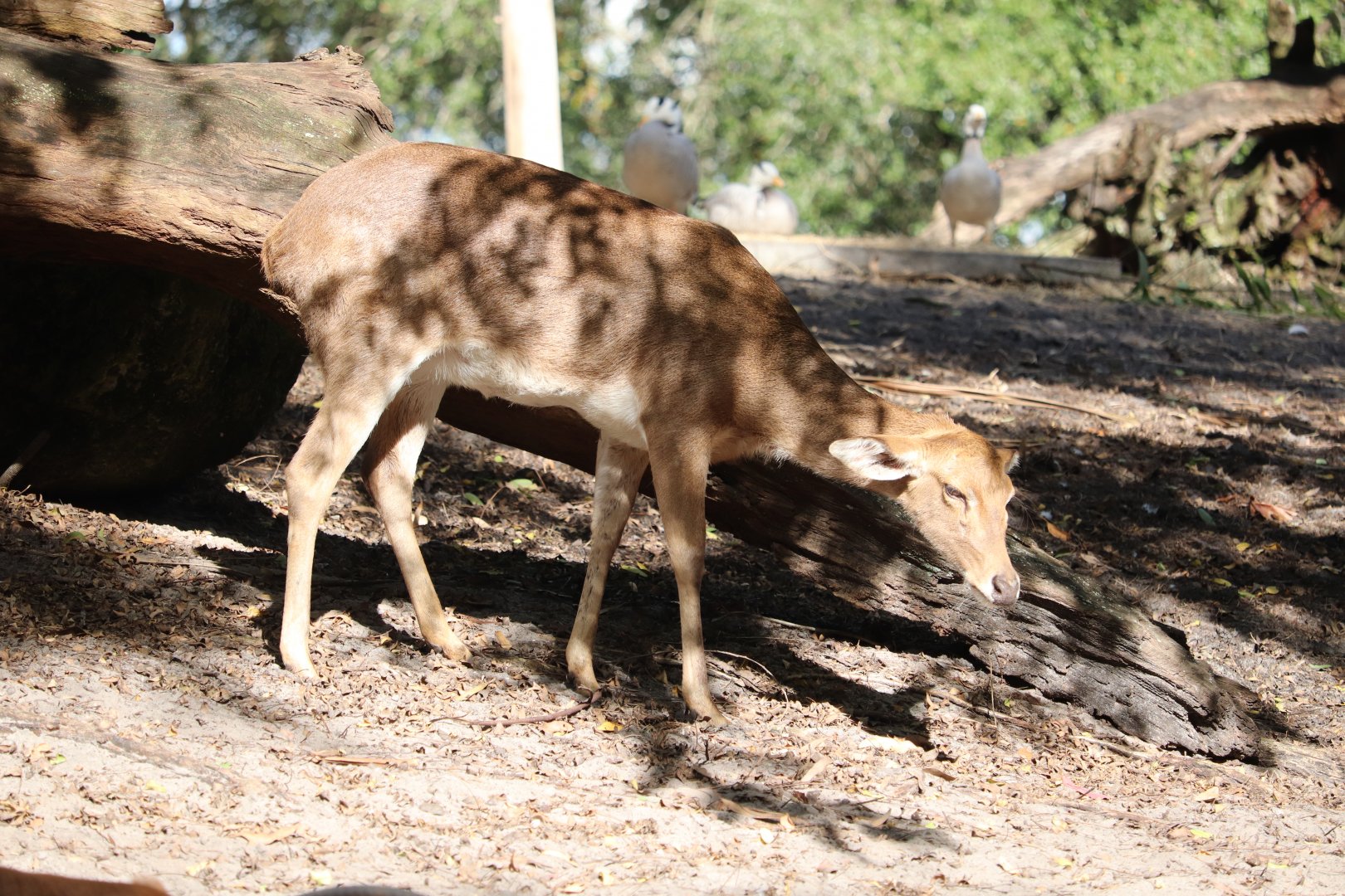 Maharajah Jungle Trek -  Eld's Deer