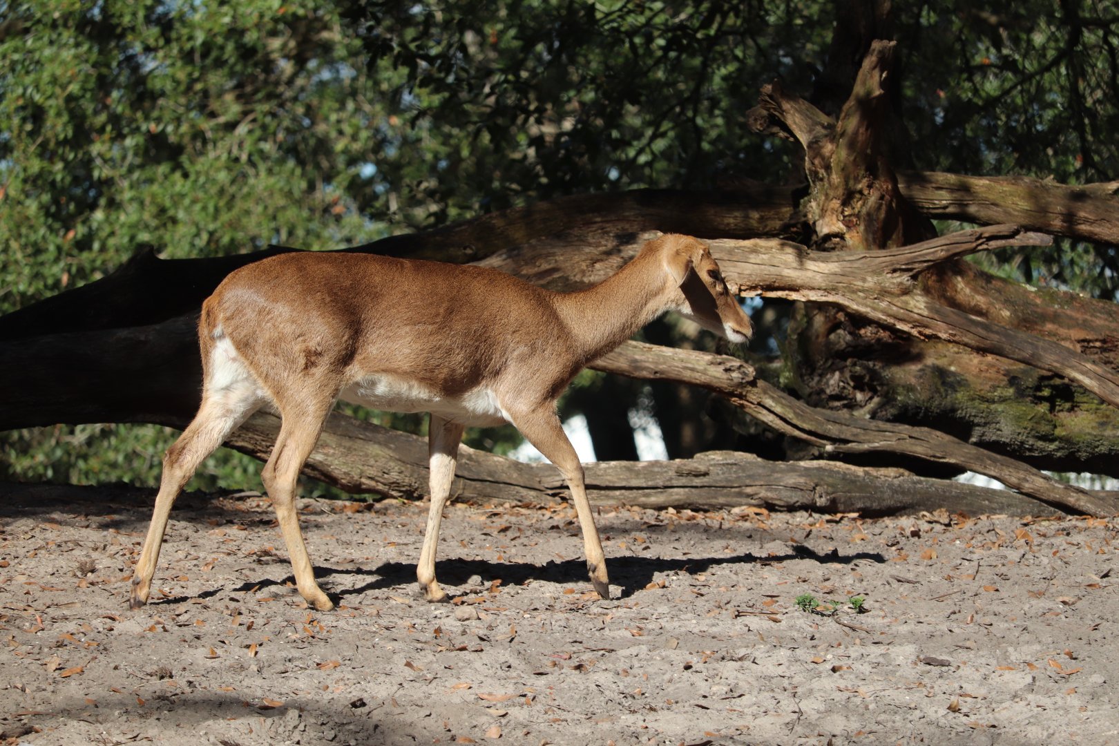Maharajah Jungle Trek -  Eld's Deer