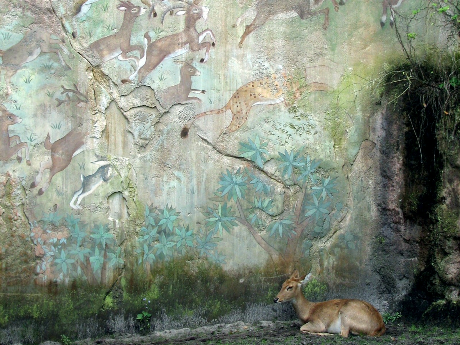 Maharajah Jungle Trek - Elds Deer