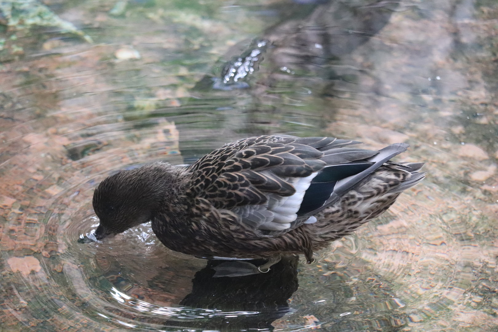 Maharajah Jungle Trek - Falcated Teal