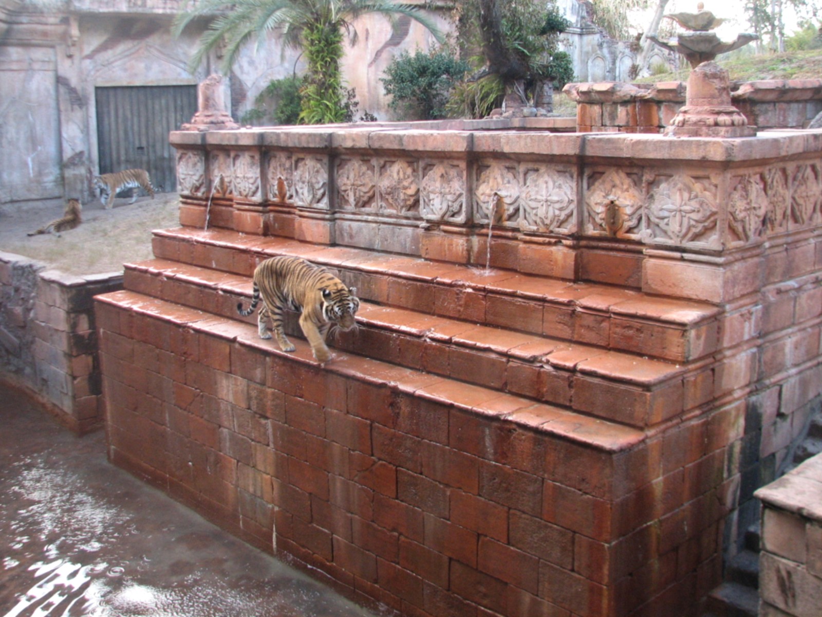 Maharajah Jungle Trek - First Tiger Exhibit