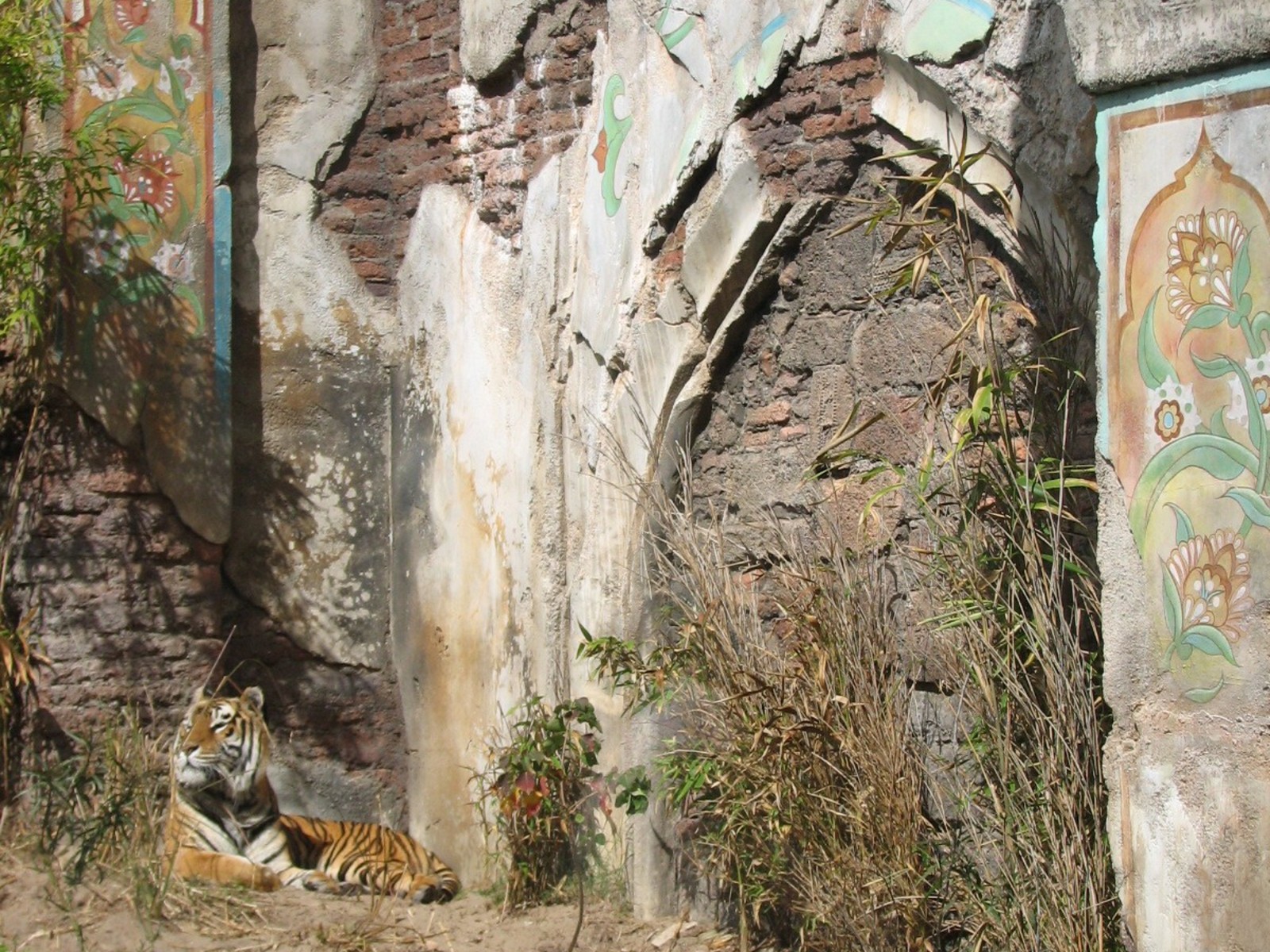 Maharajah Jungle Trek - First Tiger Exhibit