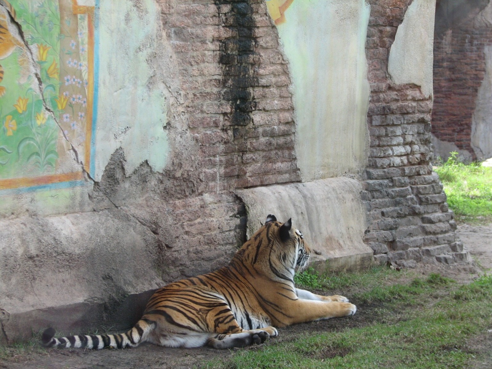Maharajah Jungle Trek - First Tiger Exhibit