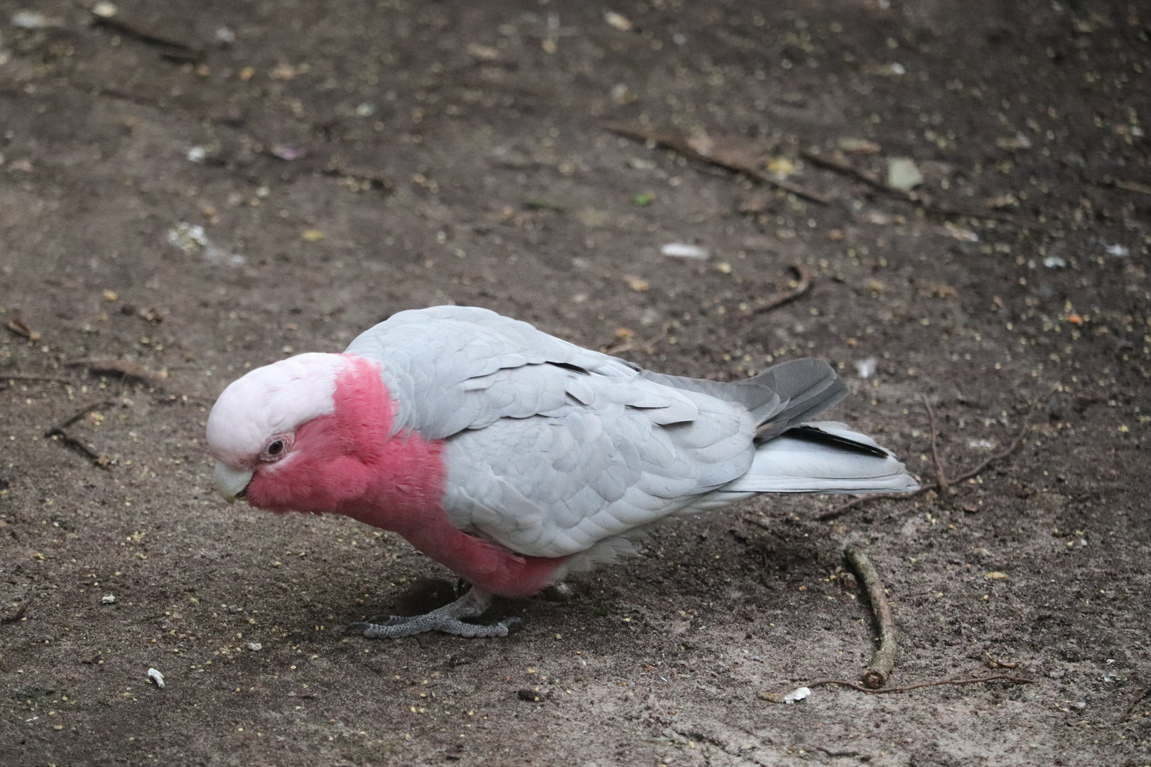 Maharajah Jungle Trek - Galah