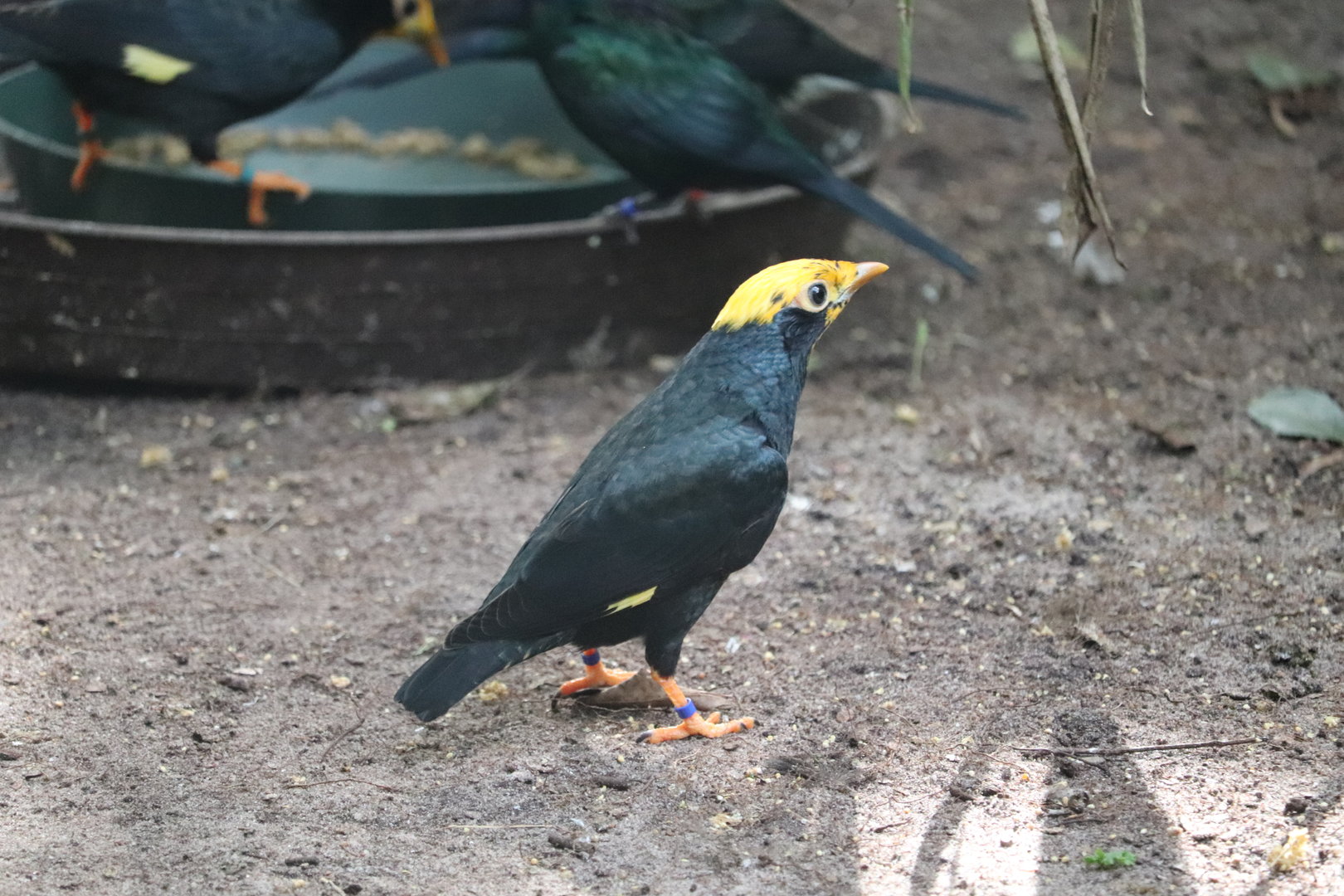Maharajah Jungle Trek - Golden-Crested Myna