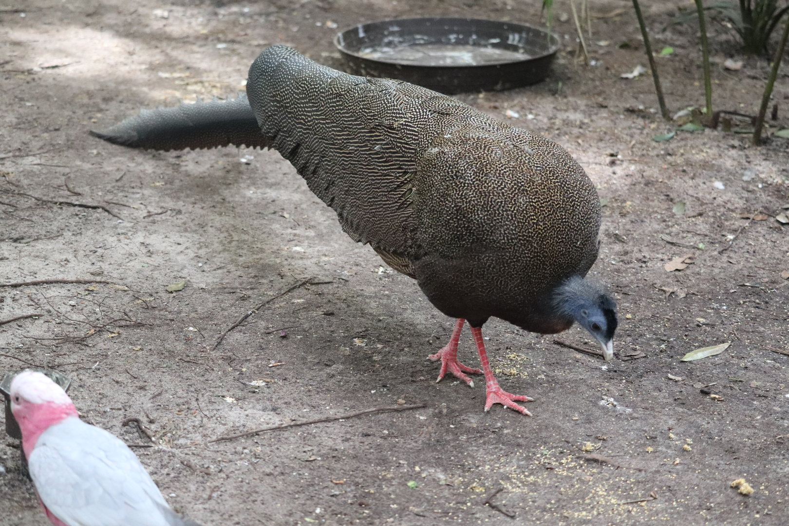 Maharajah Jungle Trek - Great Argus