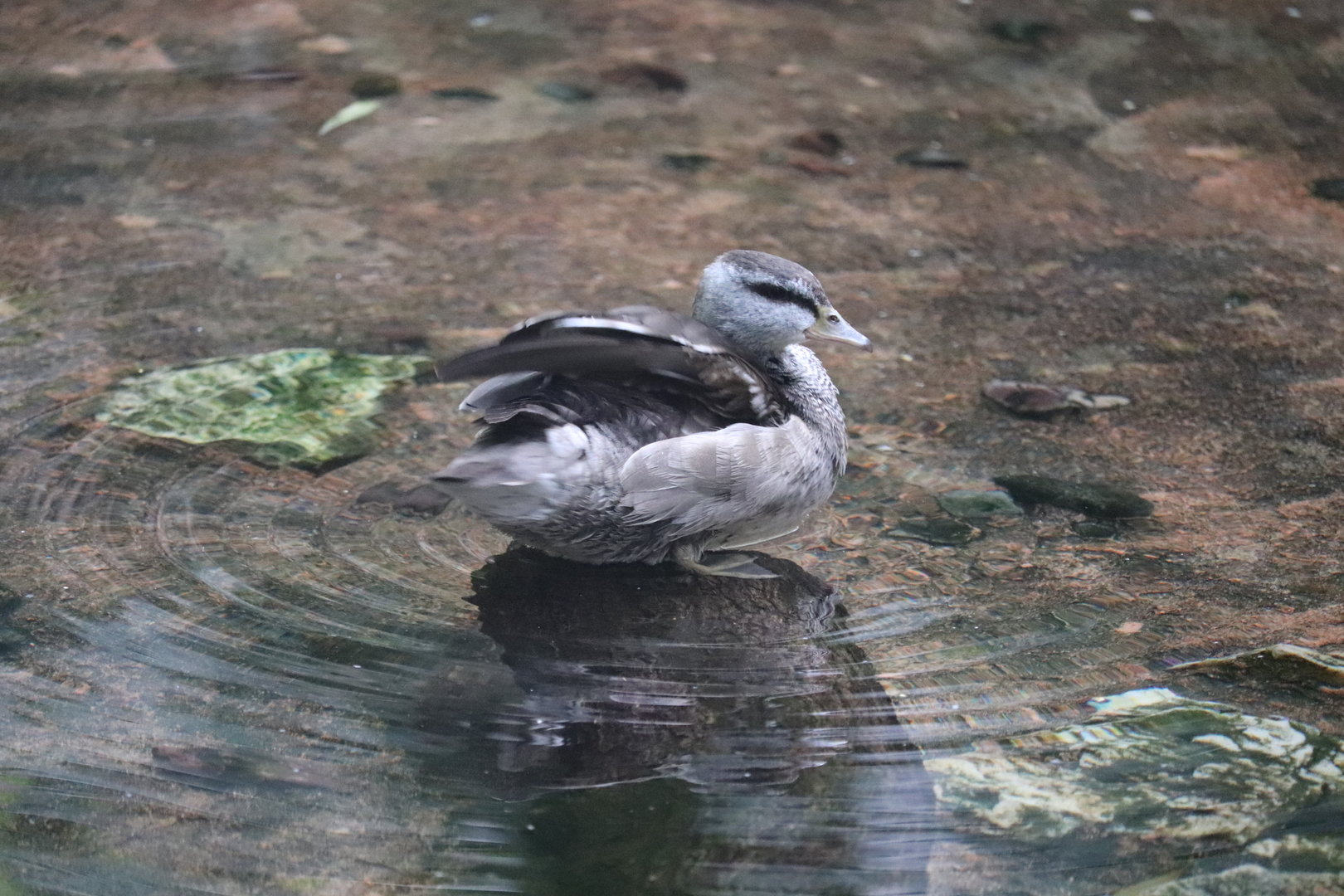 Maharajah Jungle Trek - Indian Pygmy Goose