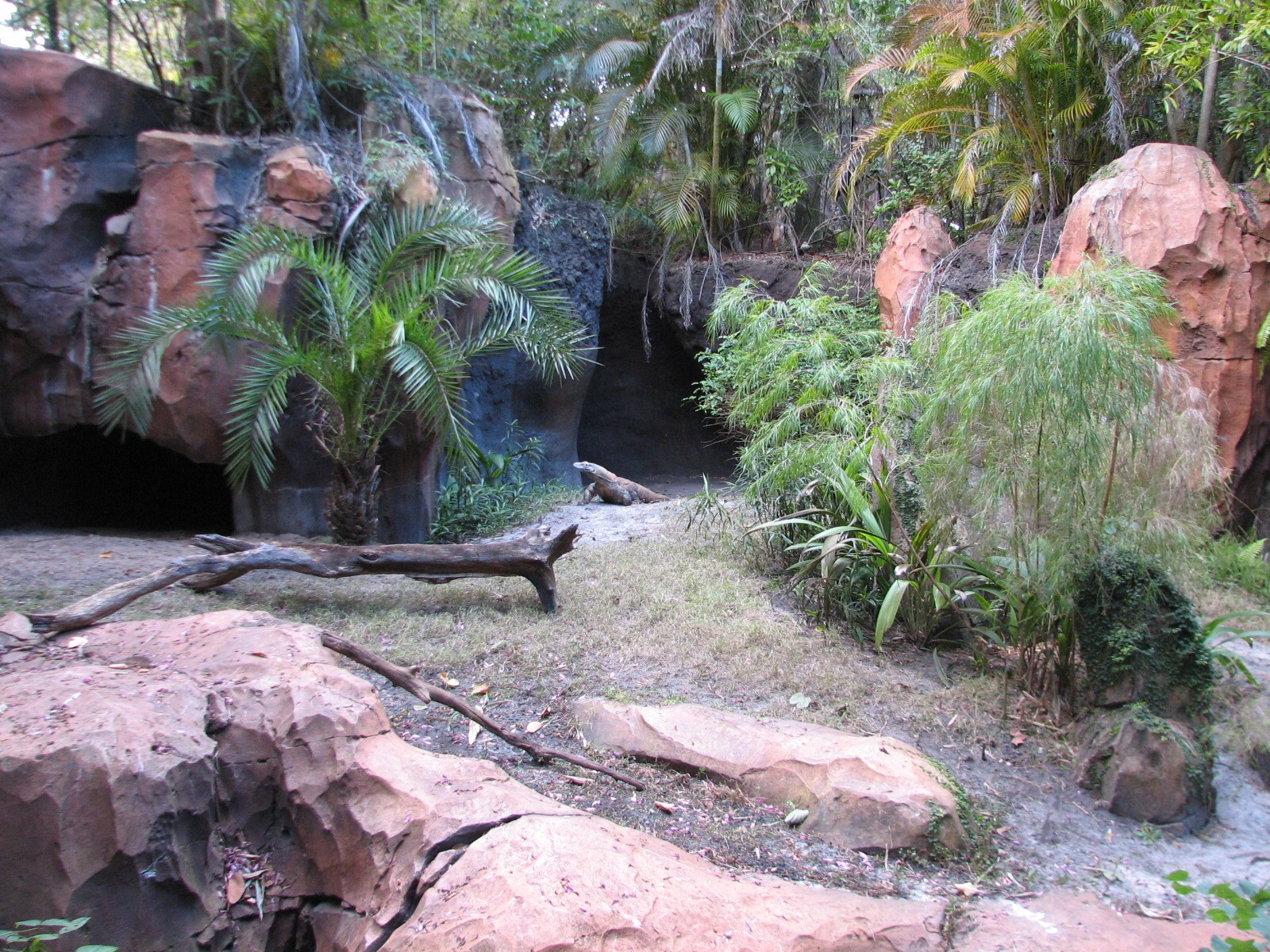 Maharajah Jungle Trek - Komodo Dragon Exhibit
