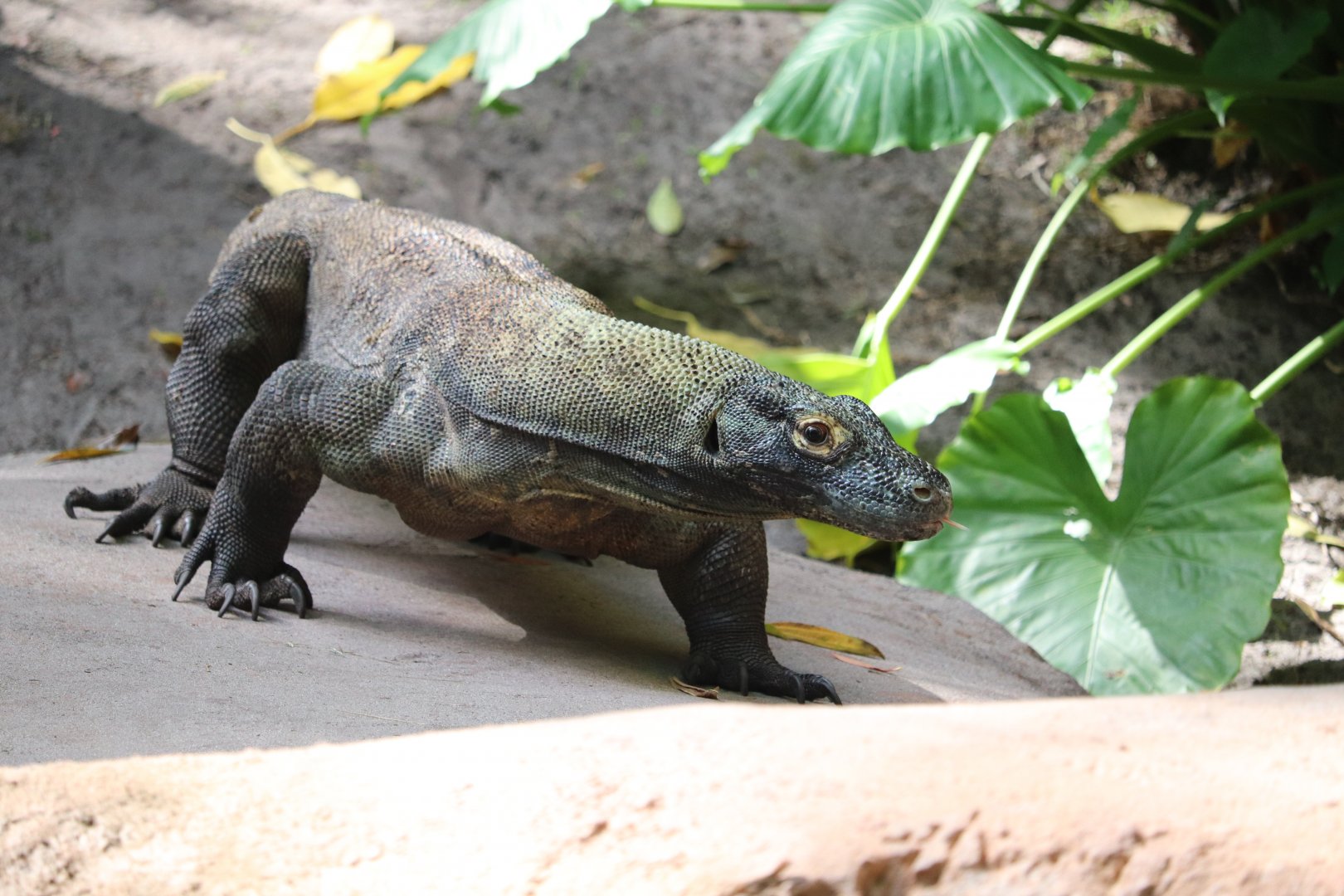 Maharajah Jungle Trek - Komodo Dragon