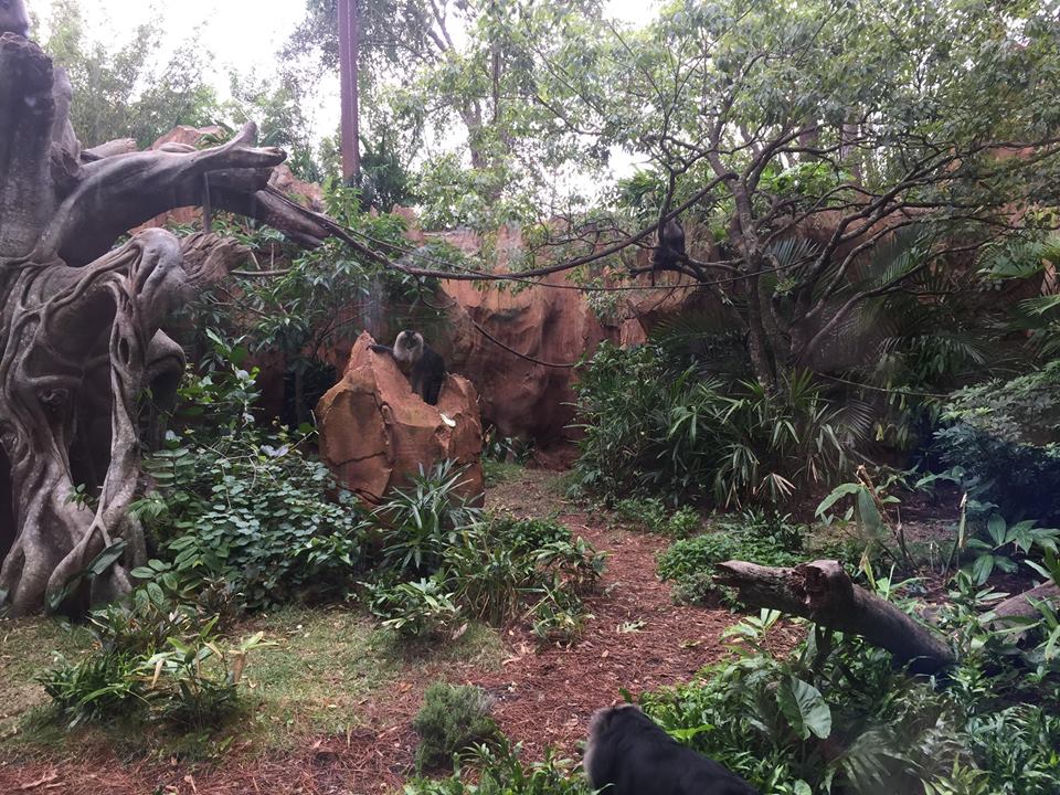 Maharajah Jungle Trek- Lion-Tailed Macaque