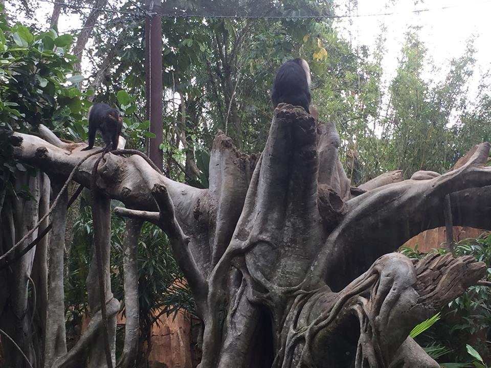Maharajah Jungle Trek- Lion-Tailed Macaque