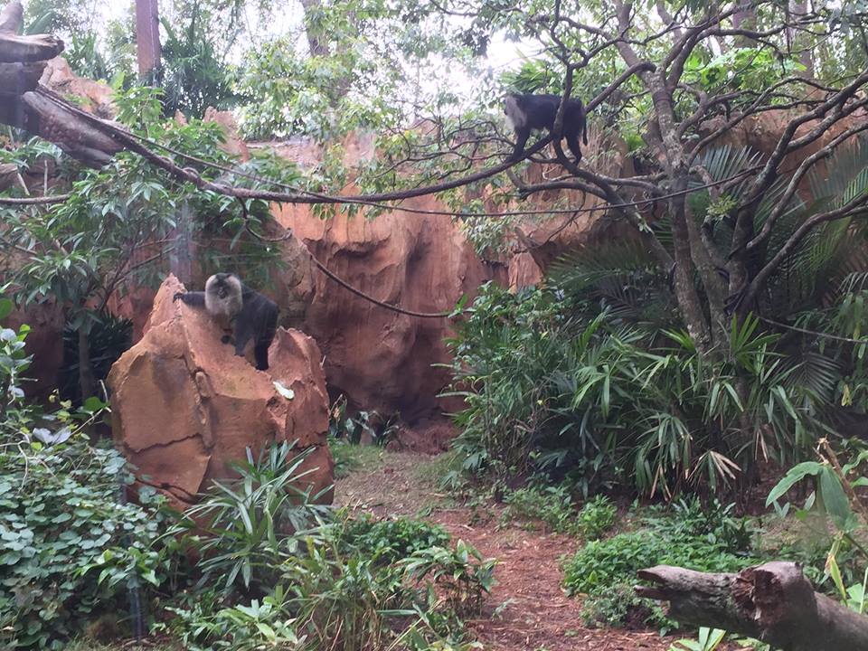 Maharajah Jungle Trek- Lion-Tailed Macaque