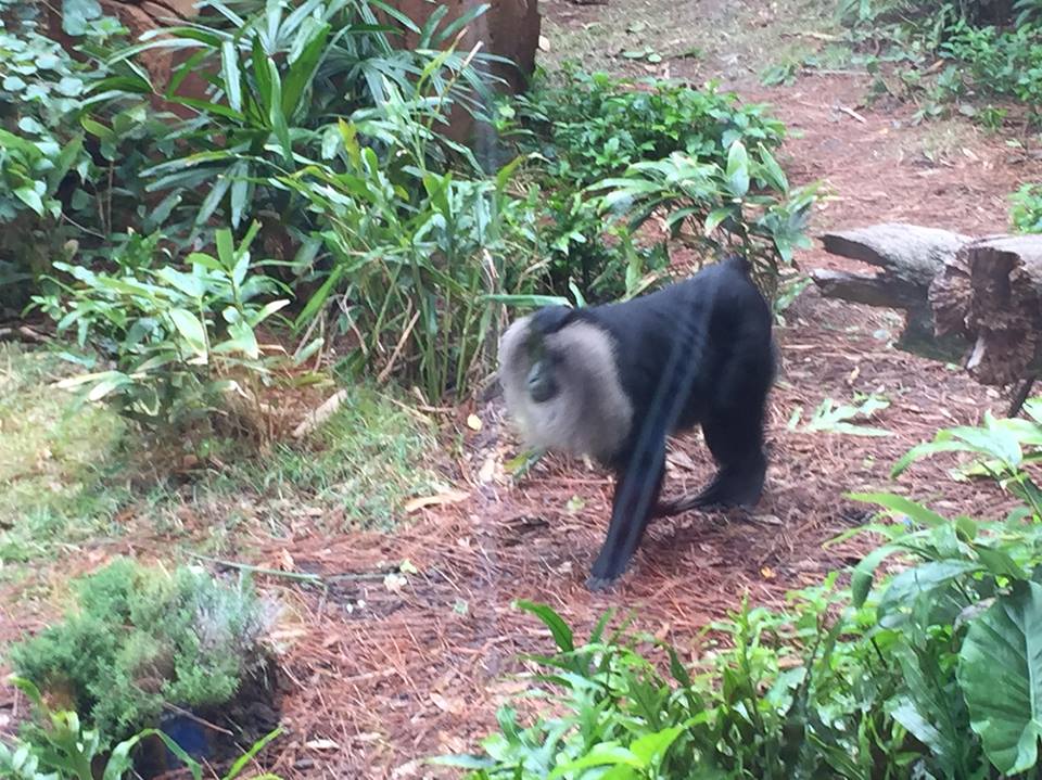 Maharajah Jungle Trek- Lion-Tailed Macaque
