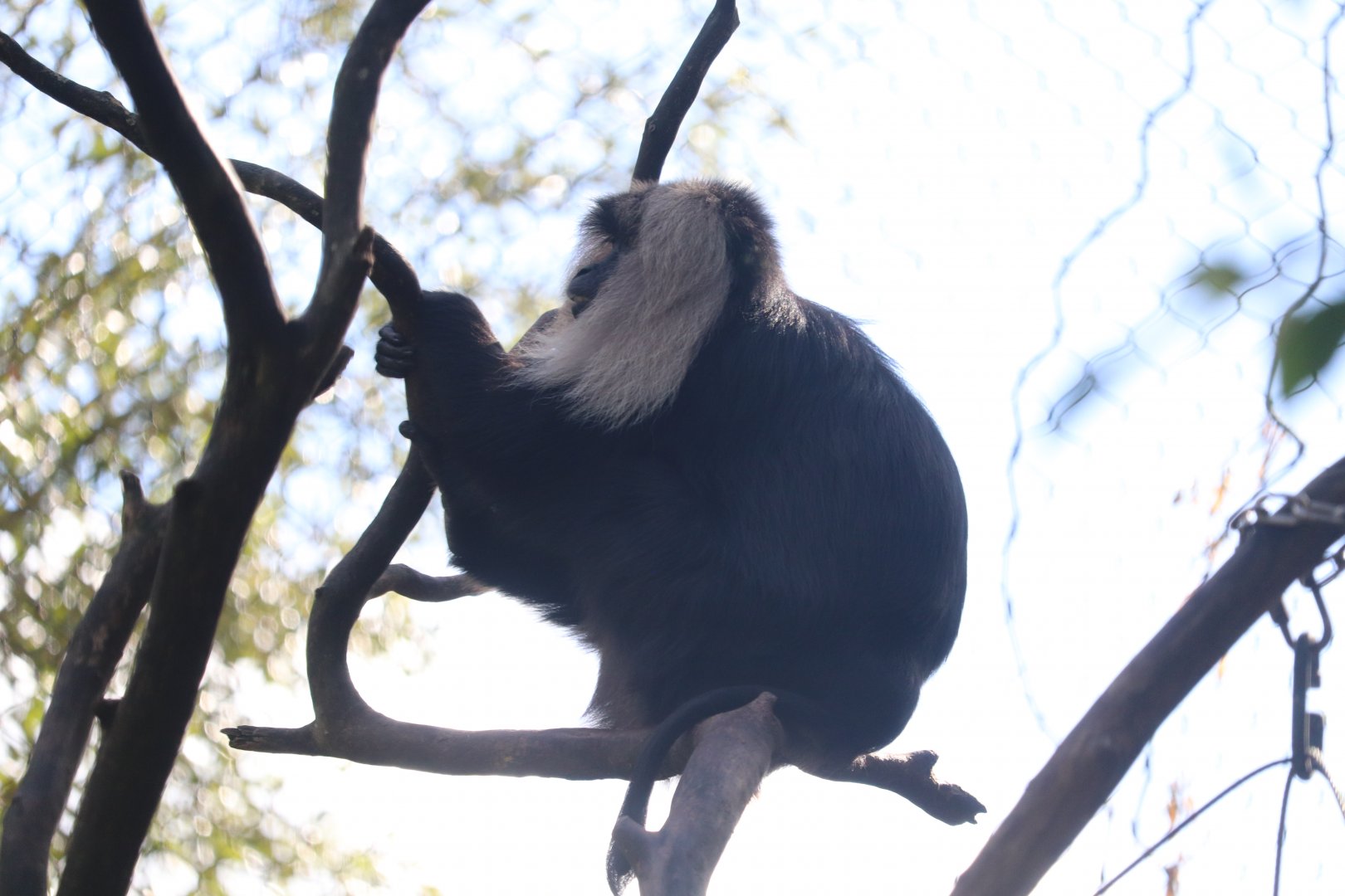Maharajah Jungle Trek - Lion-tailed macaque