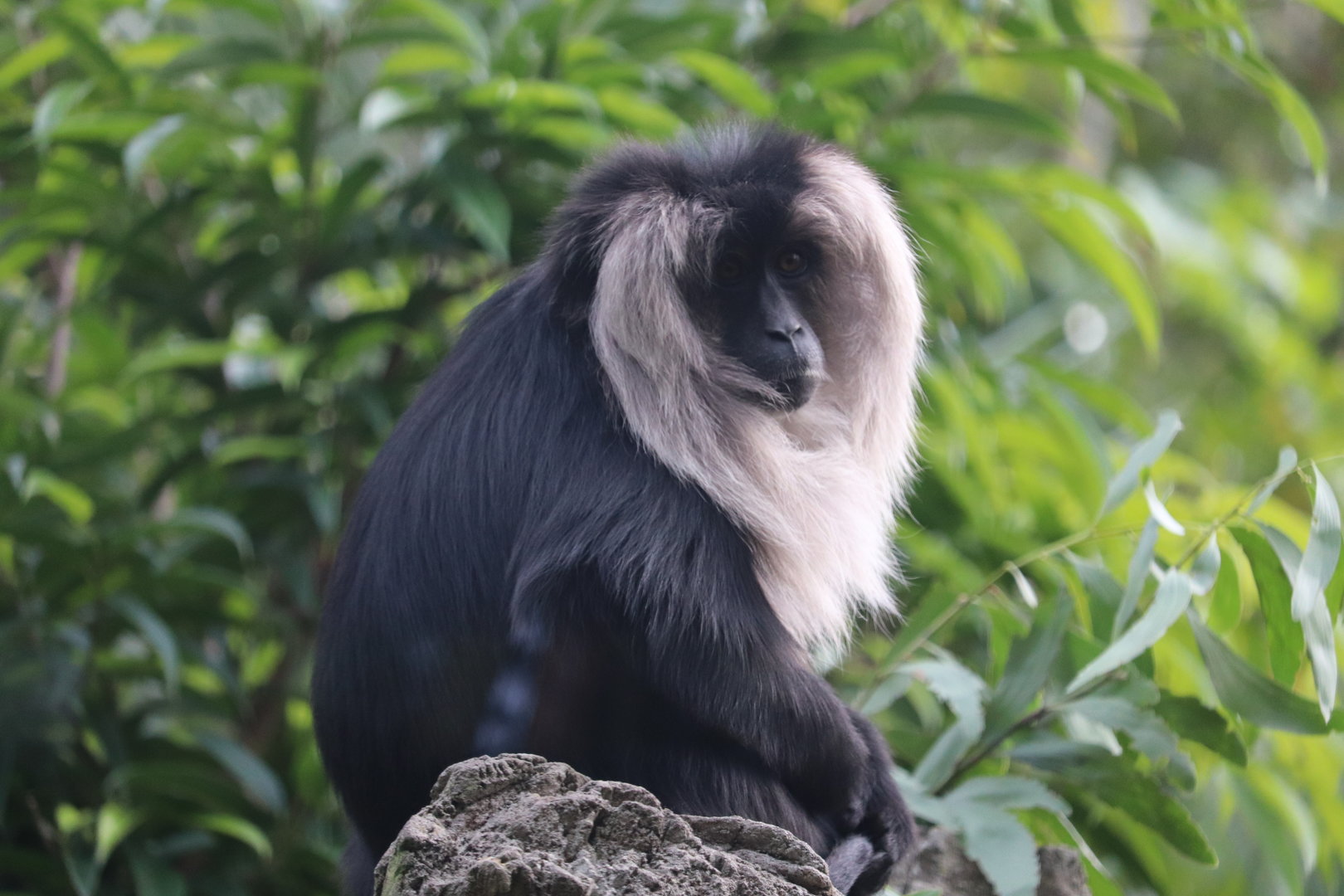 Maharajah Jungle Trek - Lion-Tailed Macaque