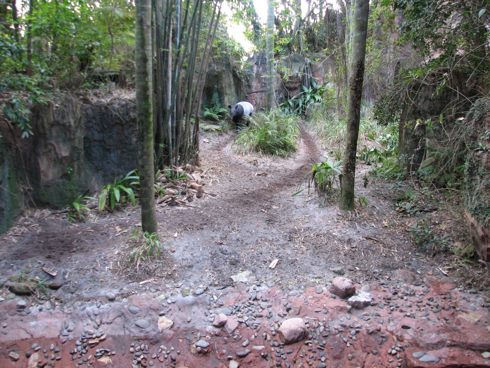Maharajah Jungle Trek - Malayan Tapir Exhibit