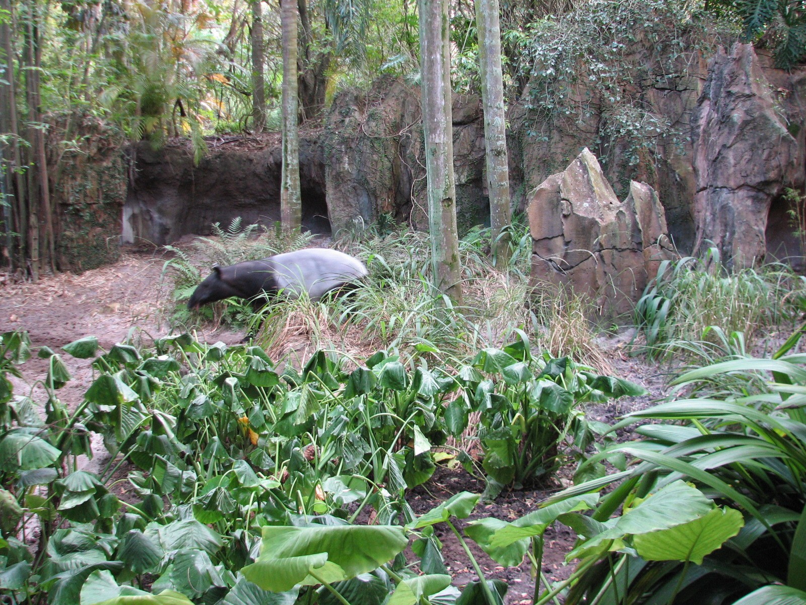 Maharajah Jungle Trek - Malayan Tapir Exhibit
