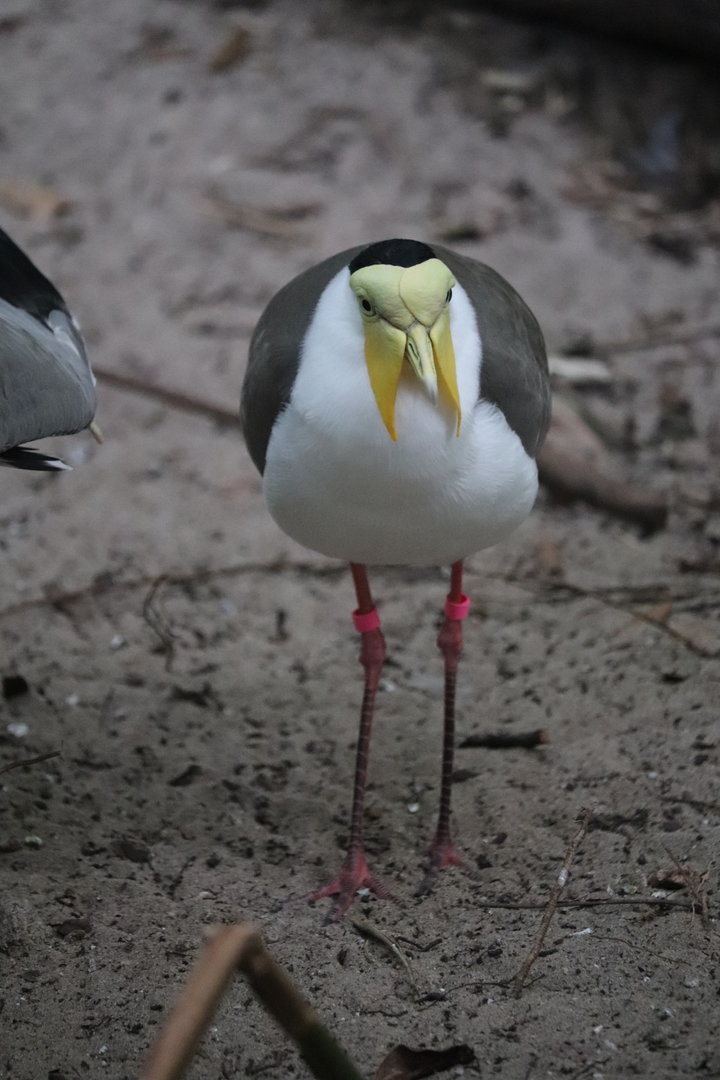 Maharajah Jungle Trek - Masked Lapwing