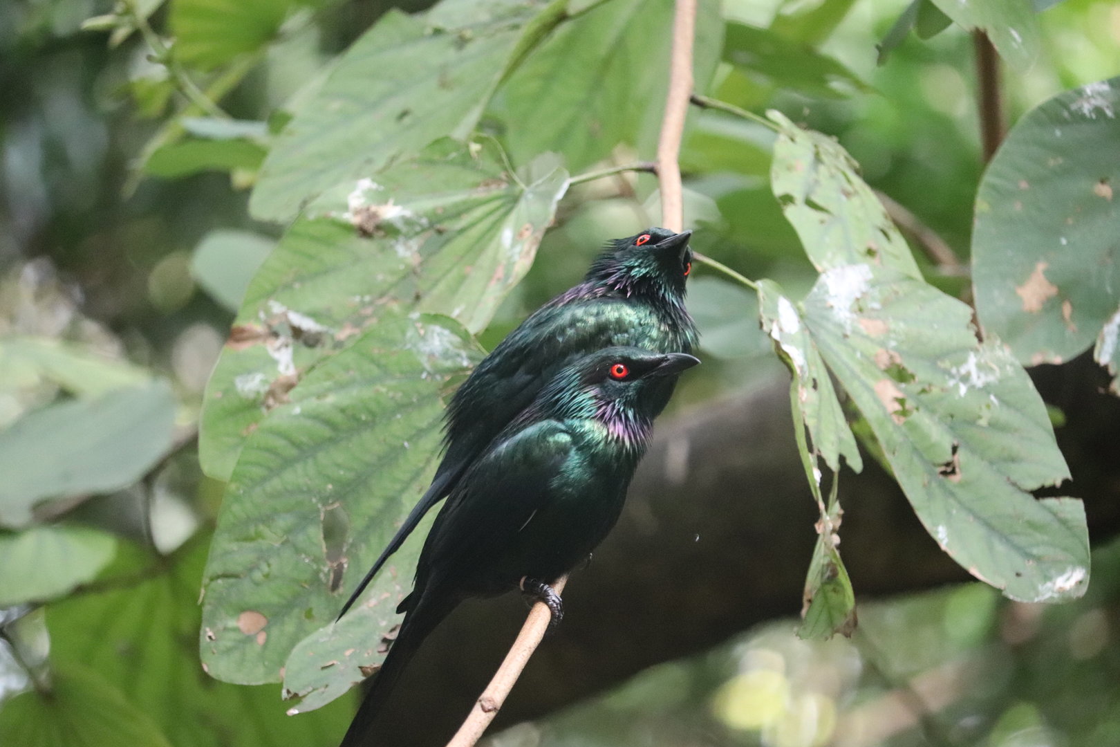 Maharajah Jungle Trek - Metallic Starling