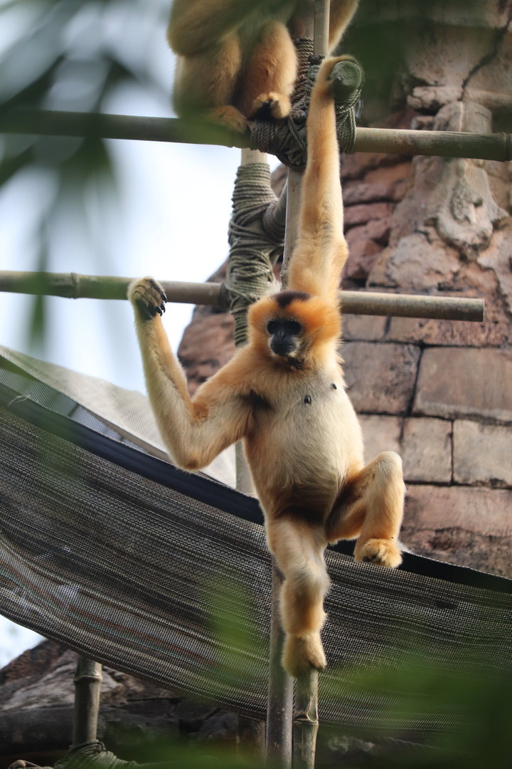 Maharajah Jungle Trek - Northern White-Cheeked Gibbon