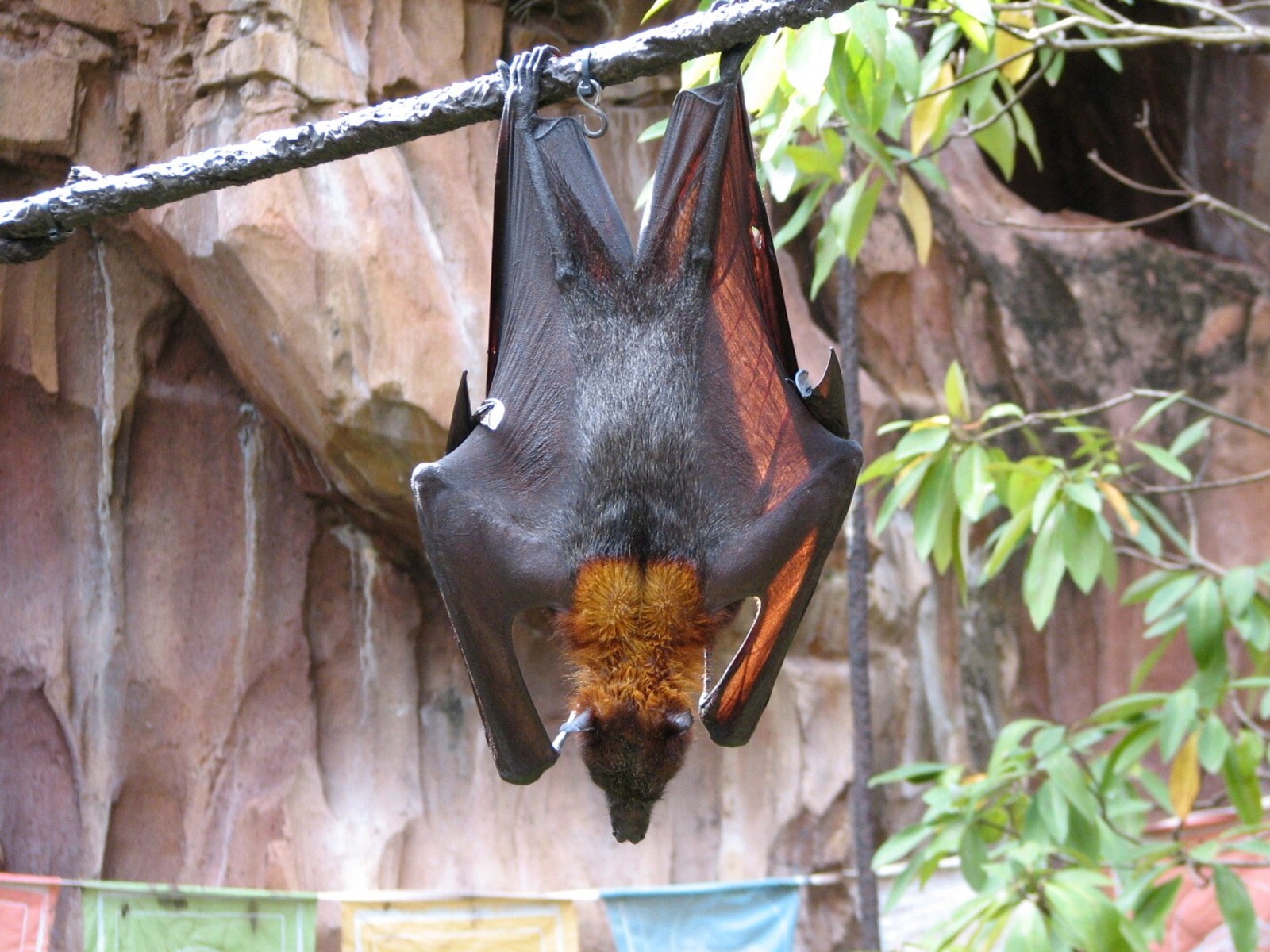 Maharajah Jungle Trek - Rodrigues Fruit Bat and Malayan Flying Fox Exhibit