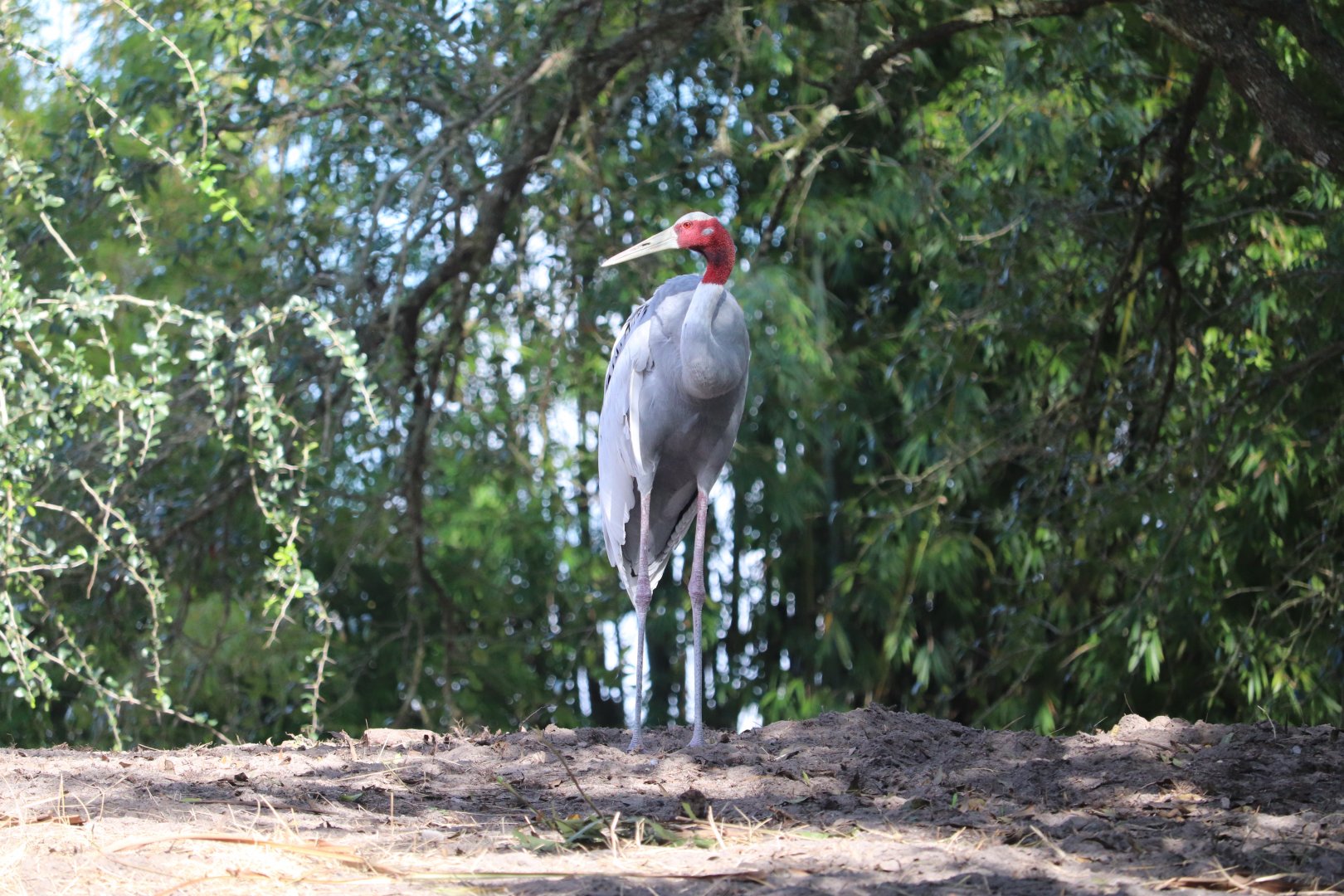 Maharajah Jungle Trek - Sarus Crane