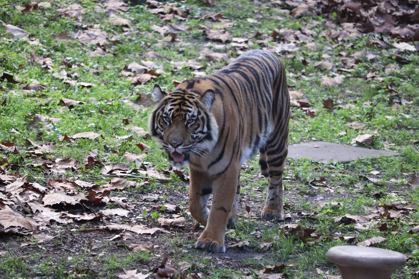 Maharajah Jungle Trek - Sumatran Tiger