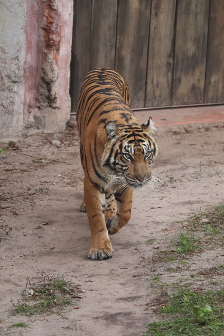 Maharajah Jungle Trek - Sumatran Tiger