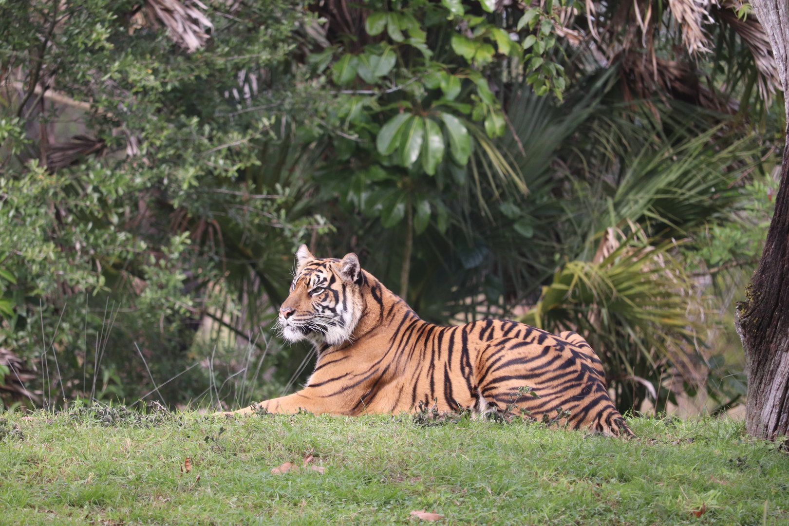 Maharajah Jungle Trek - Sumatran Tiger