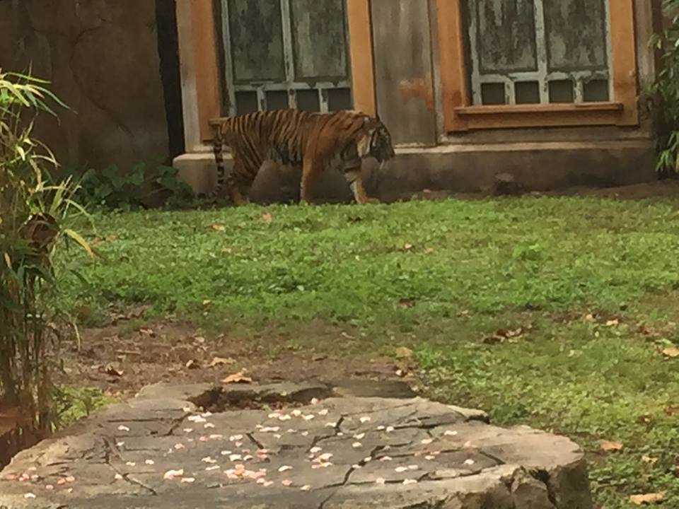 Maharajah Jungle Trek- Tiger