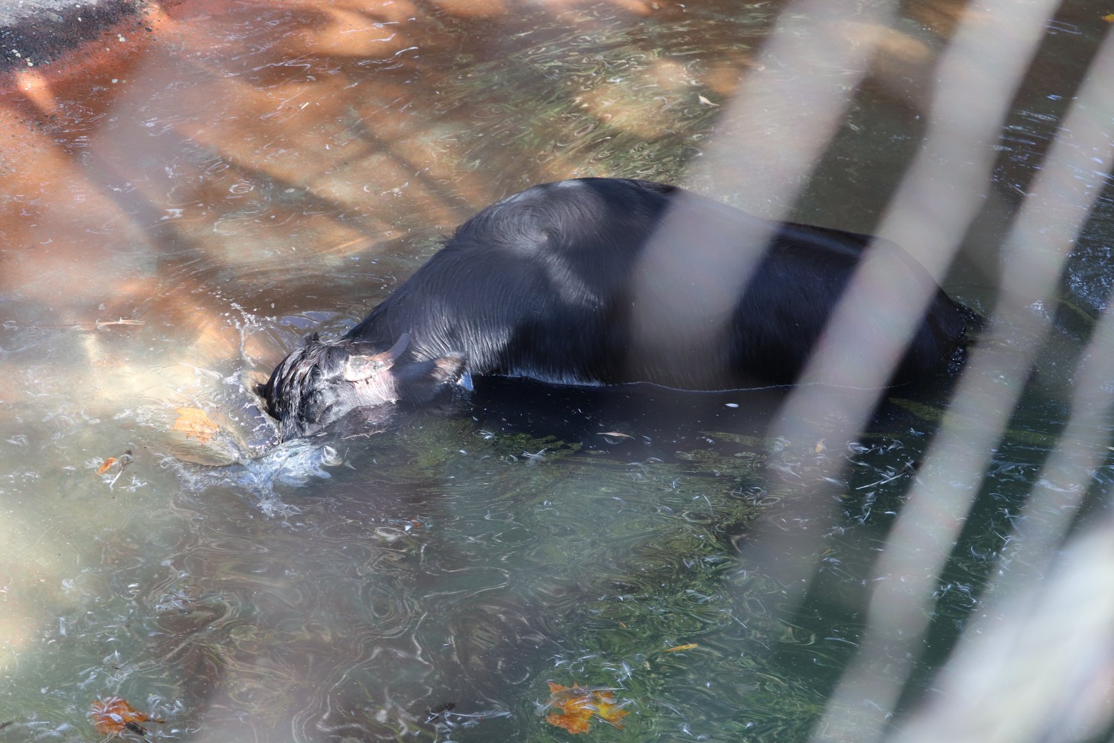 Maharajah Jungle Trek -  Water Buffalo