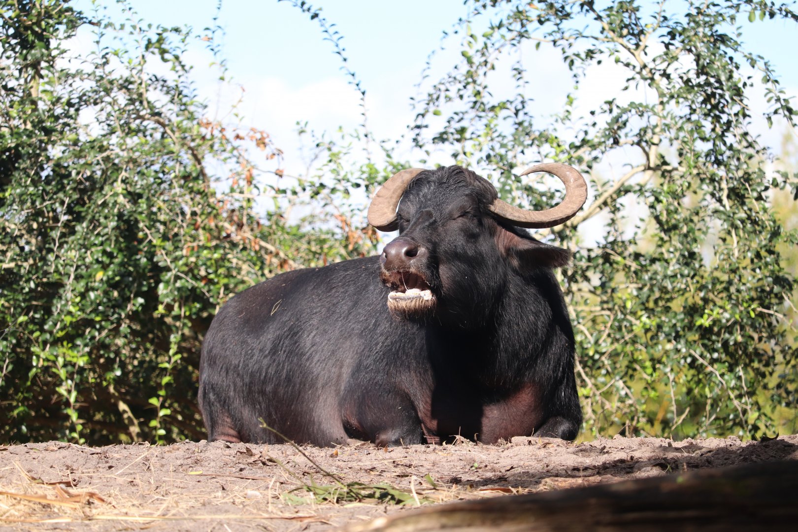 Maharajah Jungle Trek -  Water Buffalo