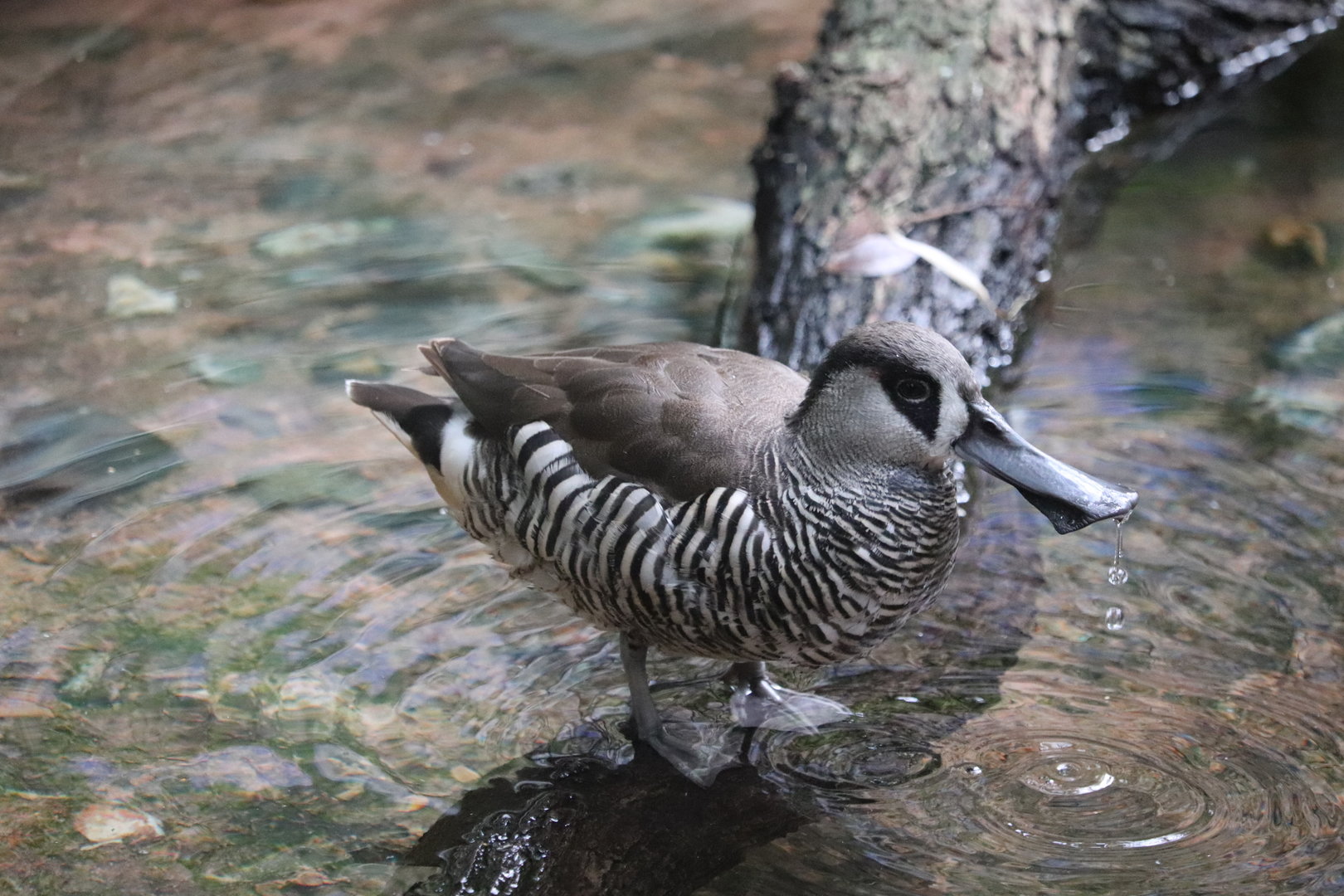 Maharajah Jungle Trek - Zebra Duck