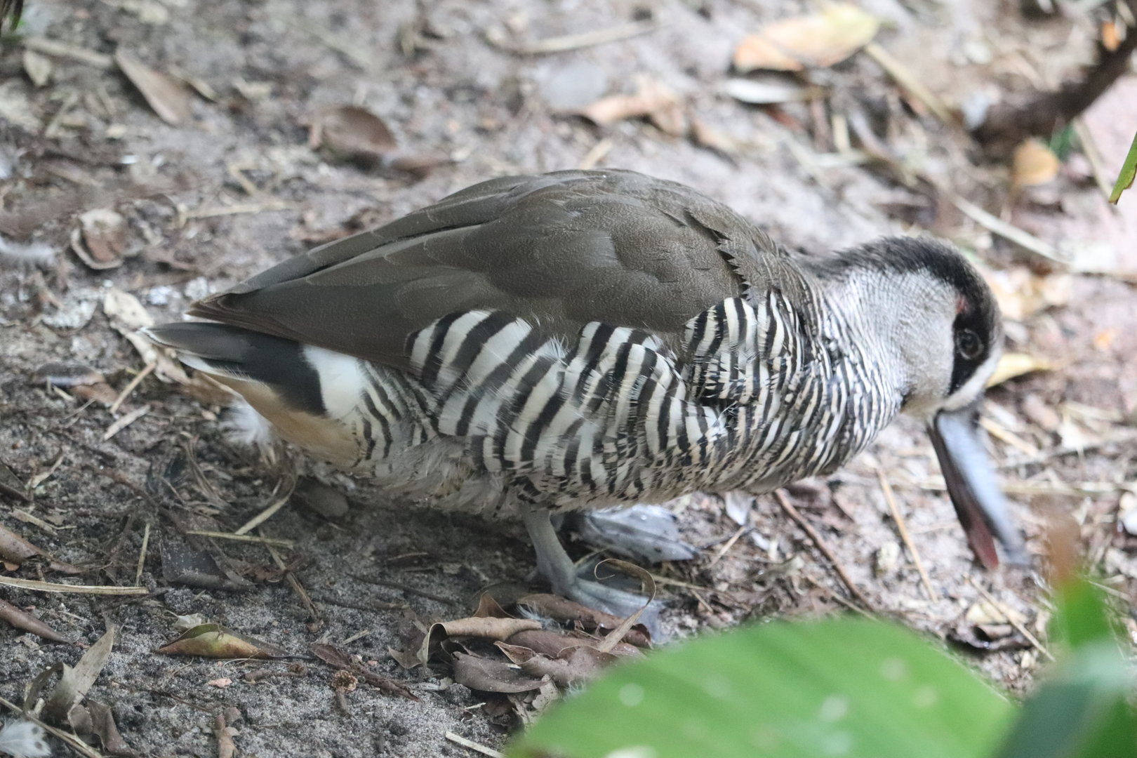 Maharajah Jungle Trek - Zebra Duck