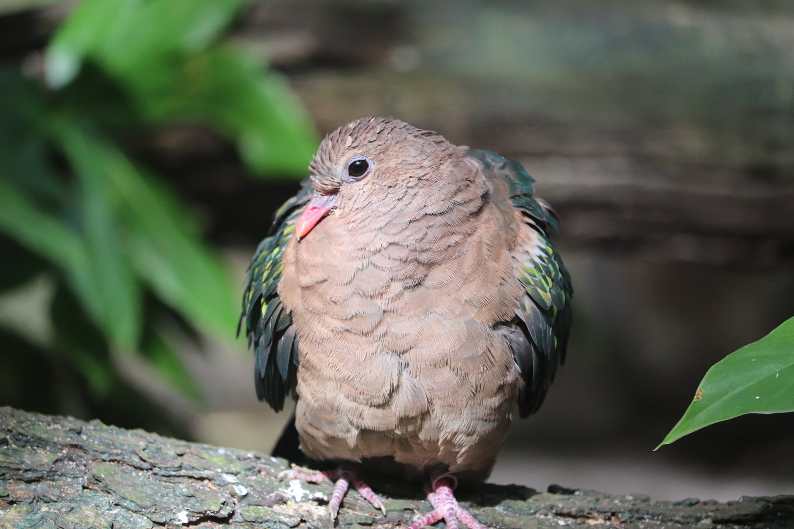 Maharajah Jungle Trek - ???