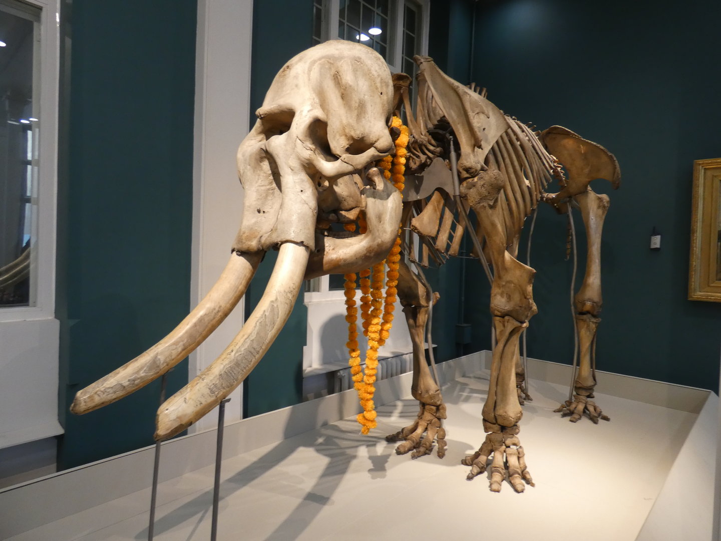 Maharajah the Asian elephant