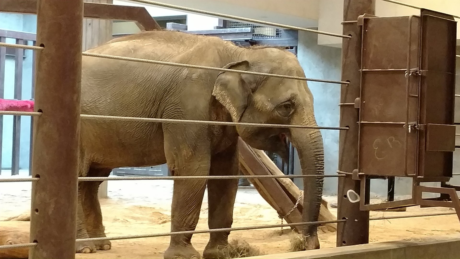 Maharani, 27, Asian Elephant
