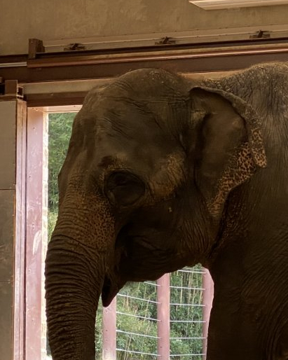 Maharani (Asian Elephant)