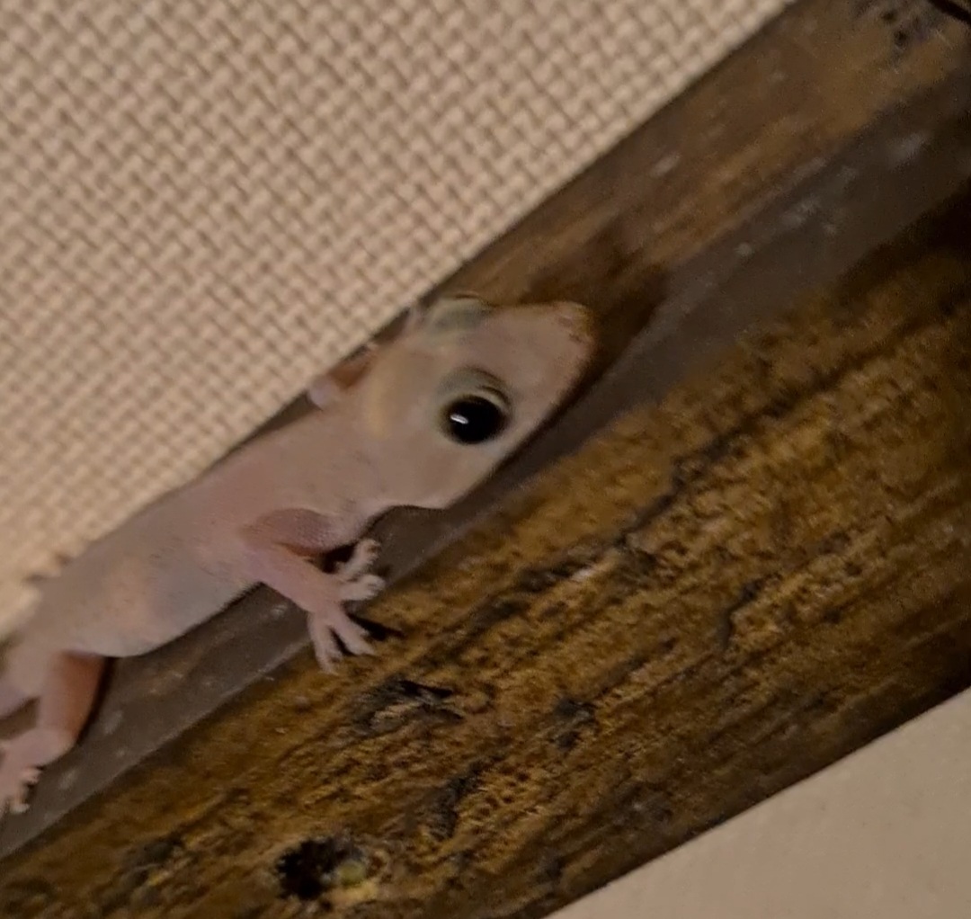 Mahé - Asian house gecko