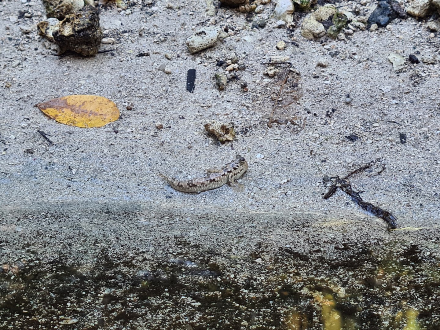 Mahé - Barred (?) Mudskipper
