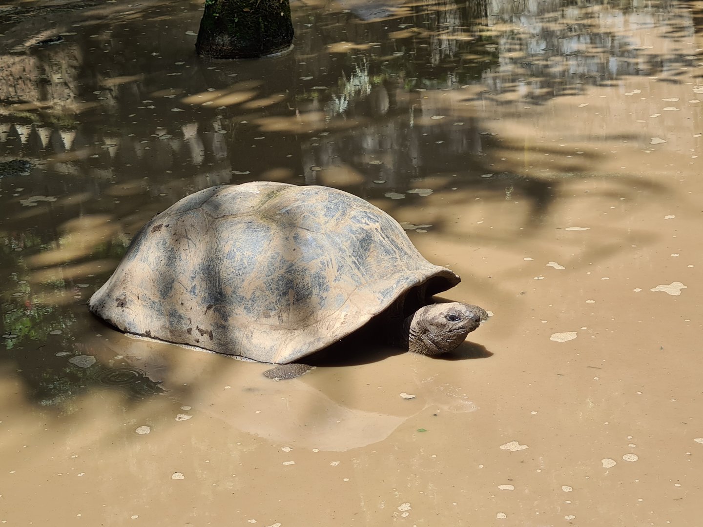 Mahé - captive giant tortoise
