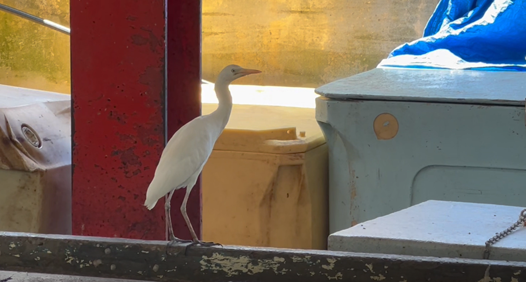 Mahé - Cattle egret