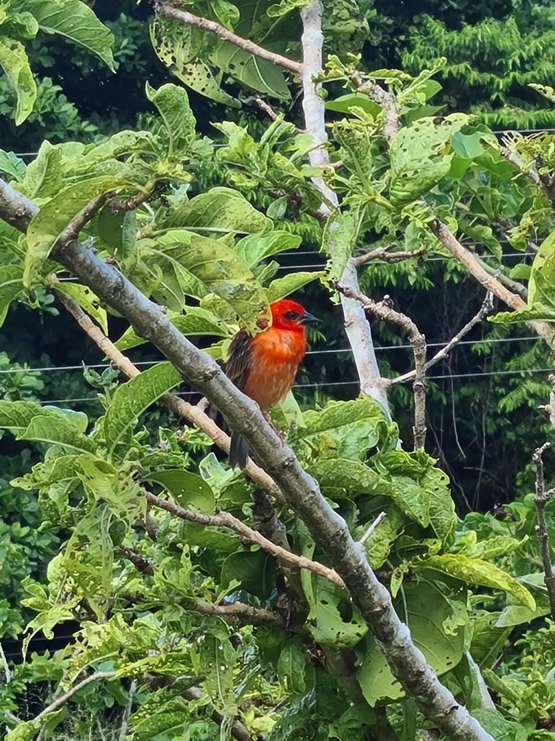 Mahé - Madagascar fody