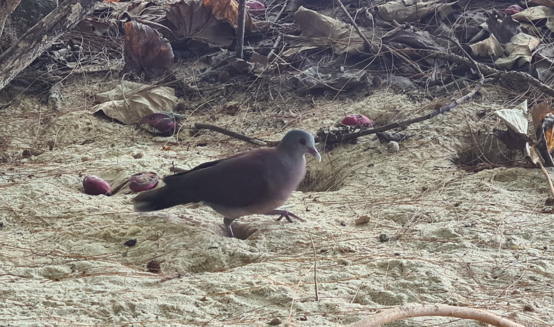 Mahé - Malagasy turtle dove
