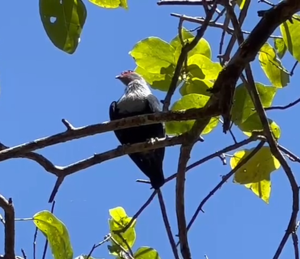 Mahé - Seychelles blue pigeon
